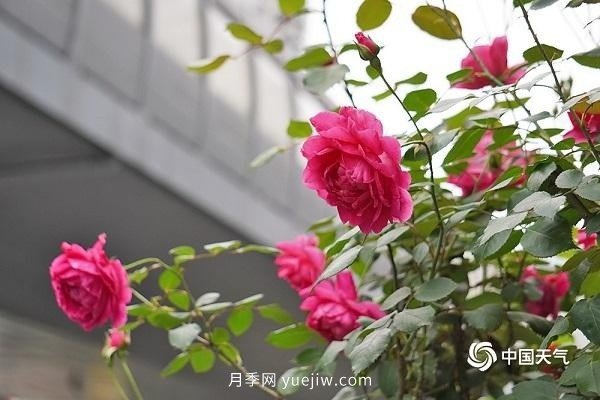 重慶街頭月季盛開，扮靚山城四月景觀(圖4)