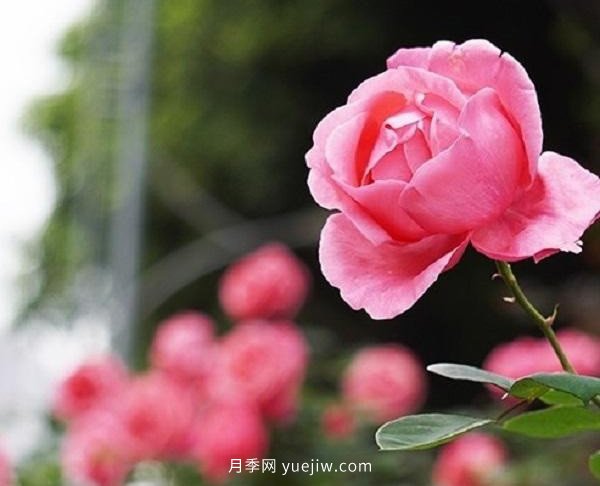 重慶街頭月季盛開，扮靚山城四月景觀(圖5)
