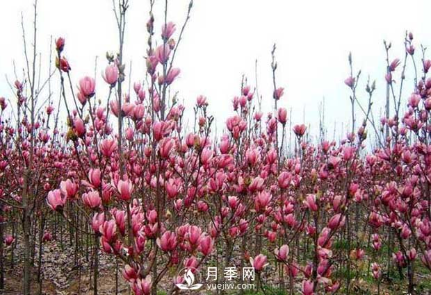 南召縣云陽(yáng)玉蘭種植農(nóng)民基地(圖1)