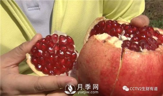 南陽(yáng)淅川萬(wàn)畝突尼斯軟籽石榴基地(圖1)