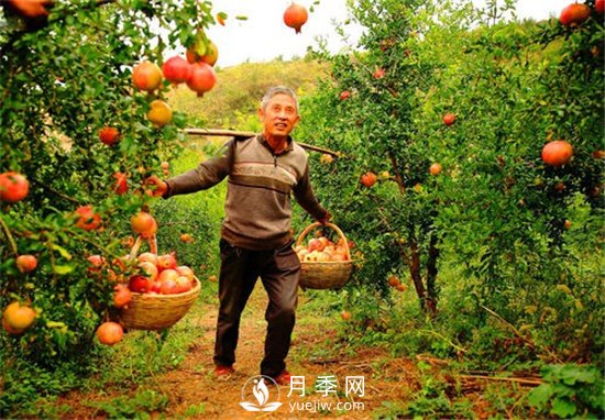 南陽(yáng)淅川萬(wàn)畝突尼斯軟籽石榴基地(圖2)