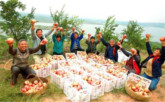 南陽(yáng)淅川萬(wàn)畝突尼斯軟籽石榴基地(圖3)