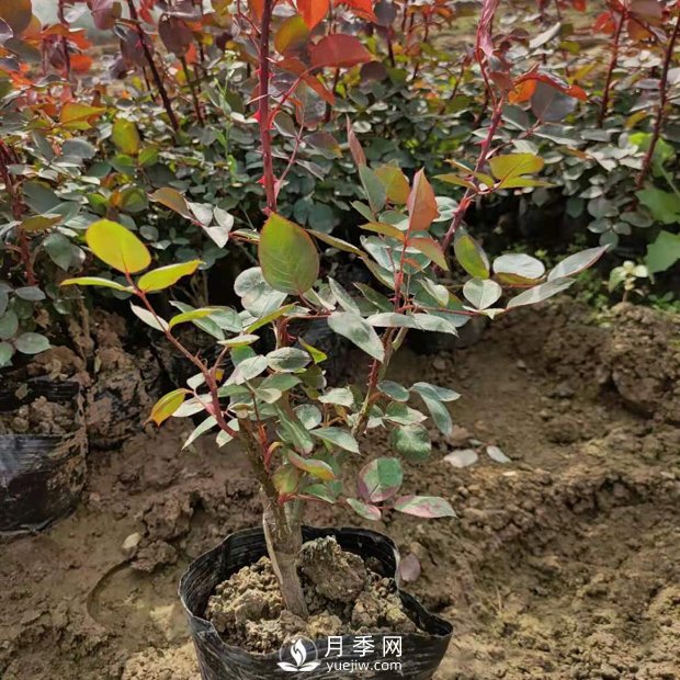 大花盆栽月季批發(fā)，粉扇.緋扇.口紅.金鳳凰(圖1)