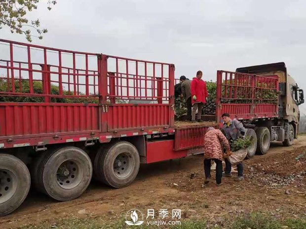 大花盆栽月季批發(fā)，粉扇.緋扇.口紅.金鳳凰(圖4)