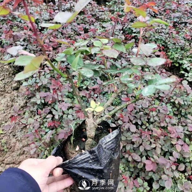 大花盆栽月季批發(fā)，粉扇.緋扇.口紅.金鳳凰(圖3)