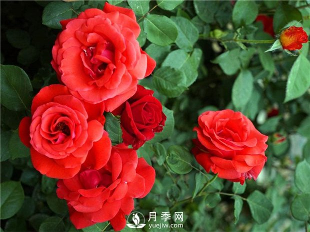 緋扇月季苗，杯苗，小苗，盆花產(chǎn)地批發(fā)(圖1)