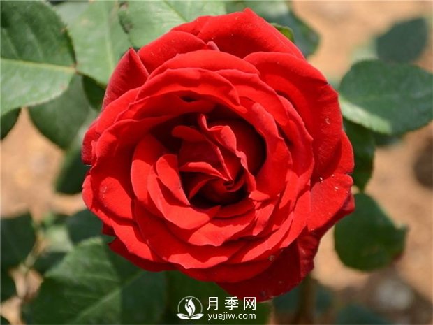 緋扇月季苗，杯苗，小苗，盆花產(chǎn)地批發(fā)(圖2)