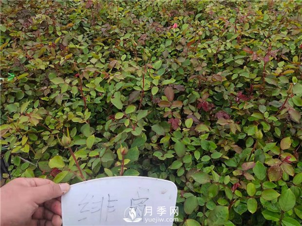 緋扇月季苗，杯苗，小苗，盆花產(chǎn)地批發(fā)(圖3)
