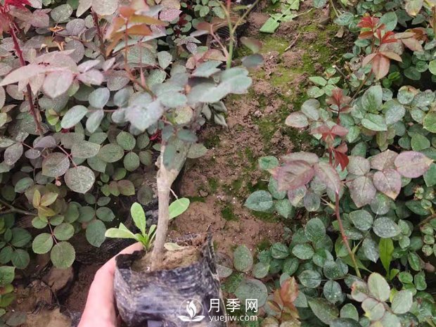 緋扇月季苗，杯苗，小苗，盆花產(chǎn)地批發(fā)(圖4)