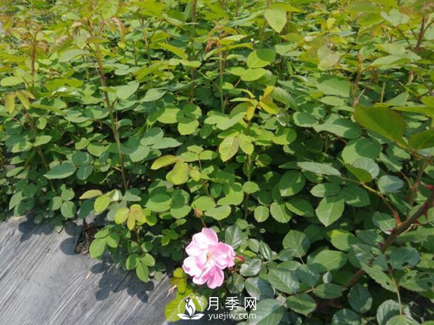 月季苗圃占了永久基本農(nóng)田，會(huì)不會(huì)被罰？(圖1)