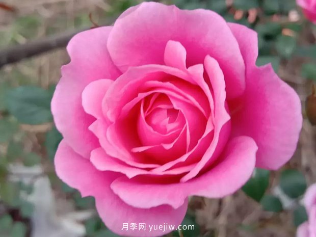 果汁陽臺，鈴之妖精，紅蘋果，表現(xiàn)好的三個(gè)月季品種(圖2)