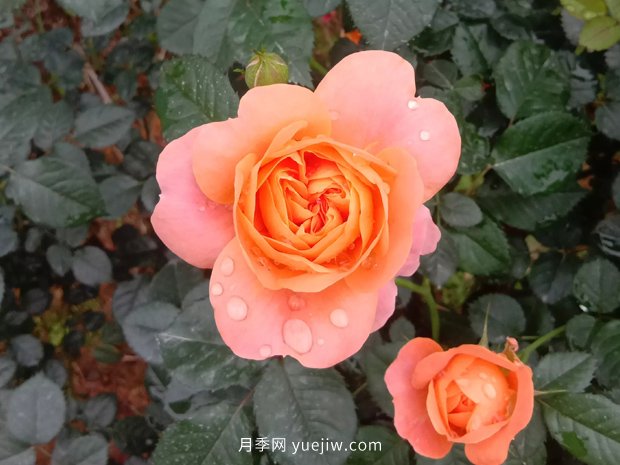 果汁陽臺，鈴之妖精，紅蘋果，表現(xiàn)好的三個(gè)月季品種(圖1)