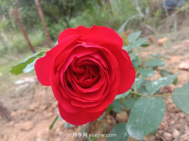 果汁陽臺，鈴之妖精，紅蘋果，表現(xiàn)好的三個(gè)月季品種(圖3)