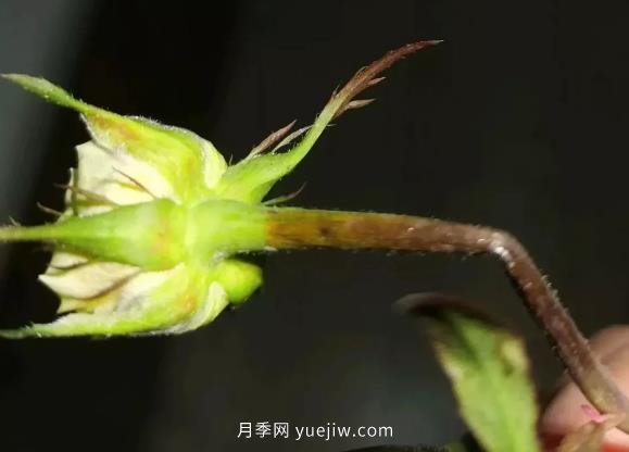 月季嫩枝花苞變彎，可能是莖蜂蟲害來了(圖1)