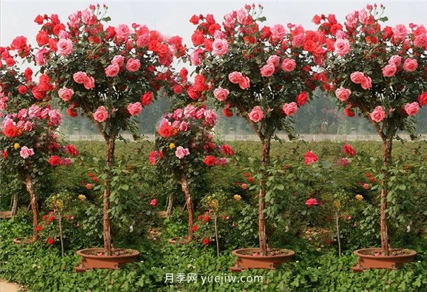 別的花不愛只養(yǎng)月季花，精挑細(xì)選了5個(gè)品種個(gè)個(gè)經(jīng)典(圖5)