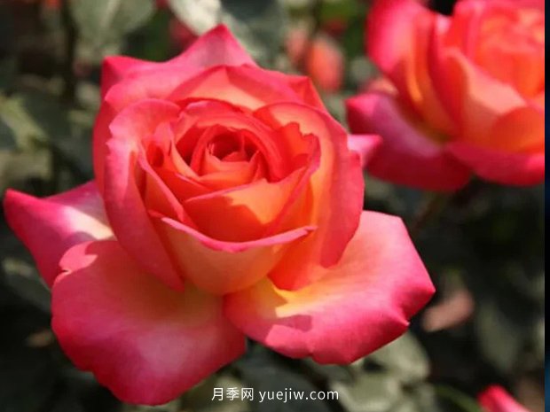 彩云花間人心醉，一起認(rèn)識彩云月季(圖2)