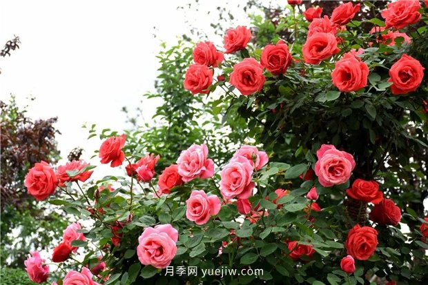 日漸火熱的“漂亮異樹(shù)”，你知道樹(shù)狀月季嗎？(圖3)