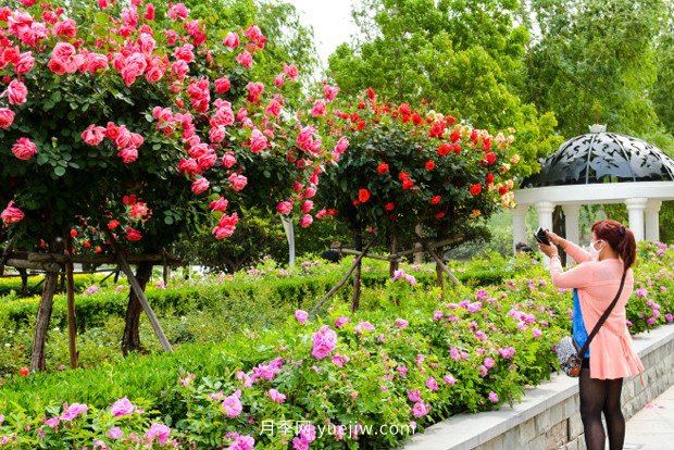 日漸火熱的“漂亮異樹(shù)”，你知道樹(shù)狀月季嗎？(圖2)