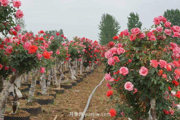 日漸火熱的“漂亮異樹(shù)”，你知道樹(shù)狀月季嗎？(圖1)