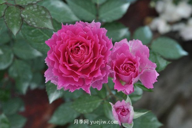 10大入門微型月季品種推薦，選這些微月就對了(圖9)