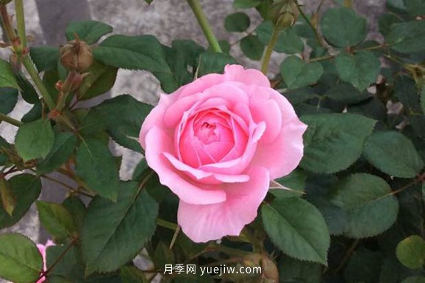 10大入門微型月季品種推薦，選這些微月就對了(圖4)