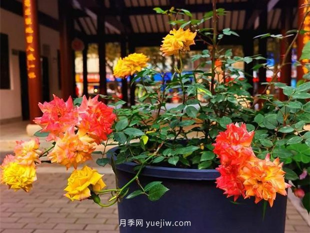 福州茶亭公園月季花開，芬芳美爆！(圖2)