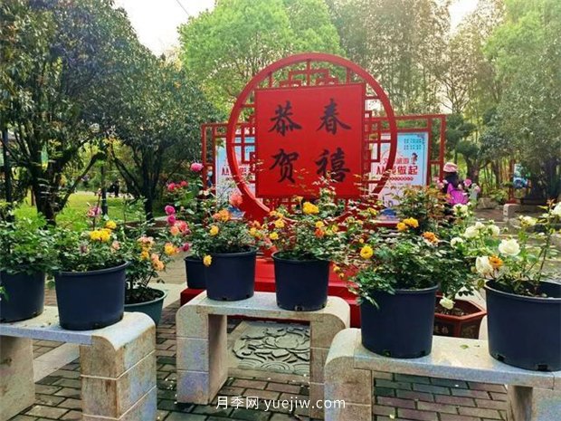 福州茶亭公園月季花開，芬芳美爆！(圖3)