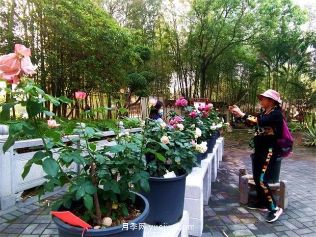 福州茶亭公園月季花開，芬芳美爆！(圖4)