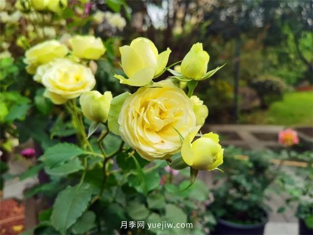 福州茶亭公園月季花開，芬芳美爆！(圖5)