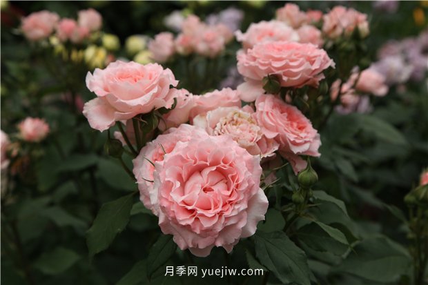 推薦一批少刺的月季品種，來(lái)看看吧(圖2)