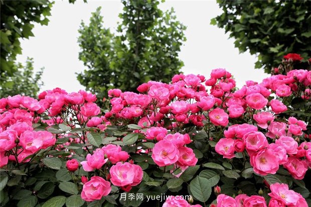 園林花木的分類(lèi)知識(shí)，喬木、灌木、藤本(圖1)