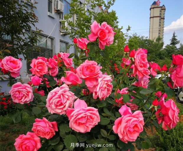 濟(jì)南月季景觀當(dāng)屬唐冶街道月季樹(圖1)