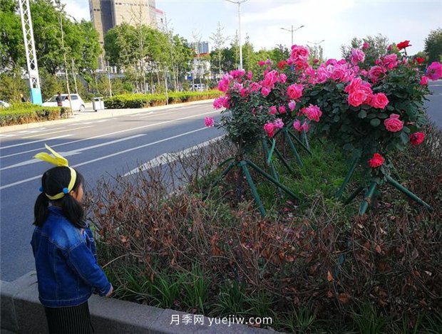 濟(jì)南月季景觀當(dāng)屬唐冶街道月季樹(圖3)