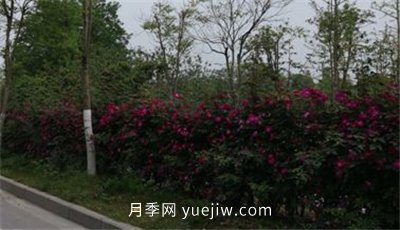 荊州開發(fā)區(qū)西干渠的藤本月季開花啦，千米月季花墻來打卡(圖2)