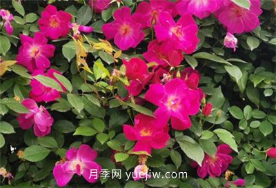 荊州開發(fā)區(qū)西干渠的藤本月季開花啦，千米月季花墻來打卡(圖1)