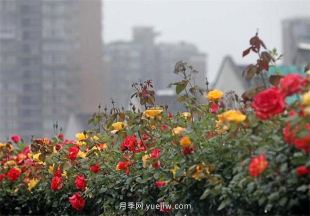 杭州高架月季進(jìn)入開放期，花開引領(lǐng)杭州月季美景(圖3)