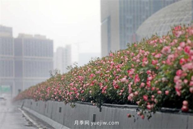 杭州高架月季進(jìn)入開放期，花開引領(lǐng)杭州月季美景(圖2)