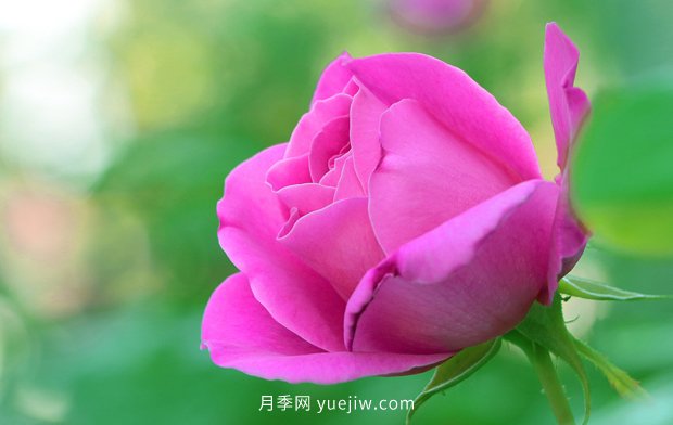3月天氣變暖，美麗的月季也有了花苞(圖1)