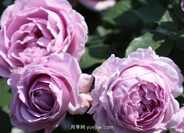 月季新品種，暗戀的心月季，陽臺有它四季看花(圖1)
