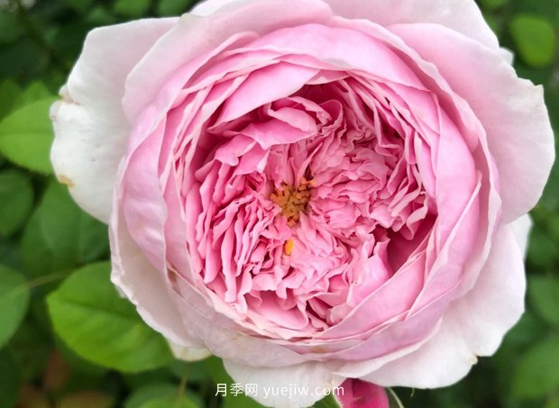 12個藤本月季品種推薦，造型適合月季花柱和拱門(圖2)