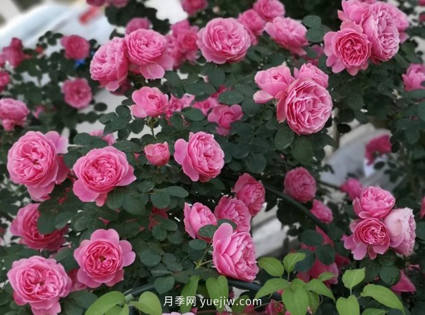 12個藤本月季品種推薦，造型適合月季花柱和拱門(圖3)