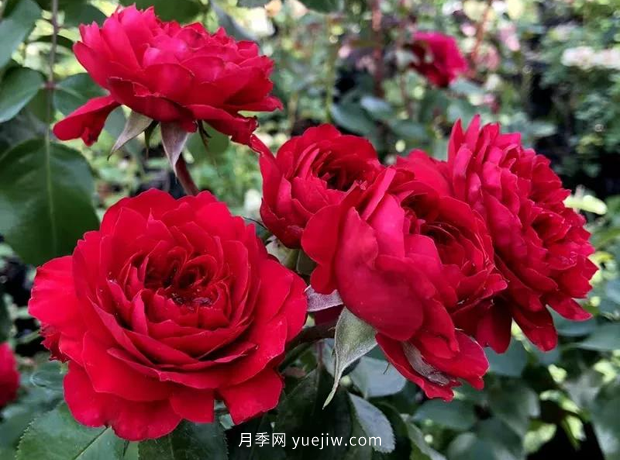12個藤本月季品種推薦，造型適合月季花柱和拱門(圖4)