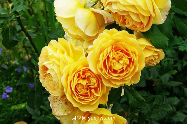 12個藤本月季品種推薦，造型適合月季花柱和拱門(圖5)