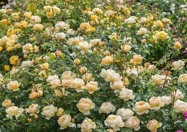 12個藤本月季品種推薦，造型適合月季花柱和拱門(圖10)
