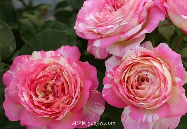 12個藤本月季品種推薦，造型適合月季花柱和拱門(圖12)