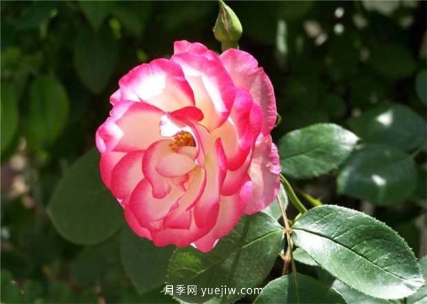 月季的品類有哪些？有什么區(qū)別嗎？(圖2)