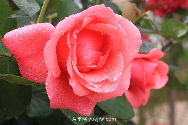 月季花的外貌描寫(xiě)(圖1)