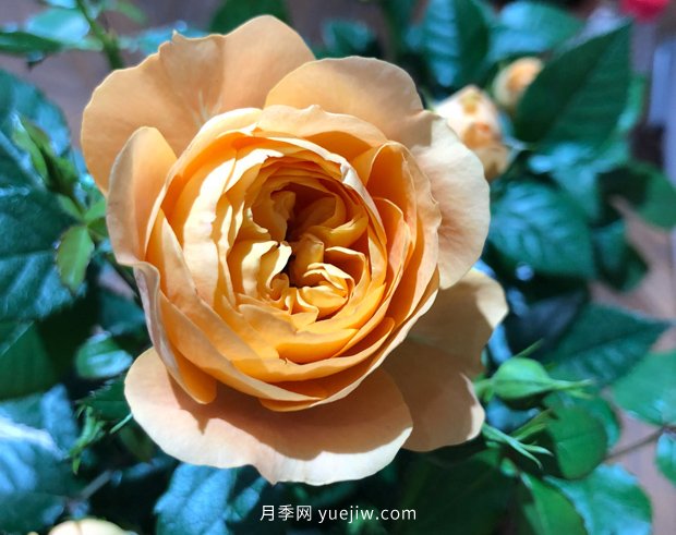 10個勤花抗病的優(yōu)秀月季品種推薦(圖9)