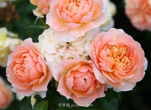 十款花期最長的微型月季品種，適合陽臺種植(圖10)