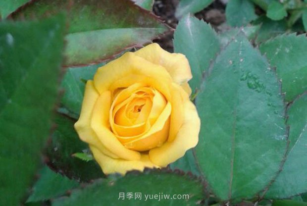 十款花期最長的微型月季品種，適合陽臺種植(圖6)